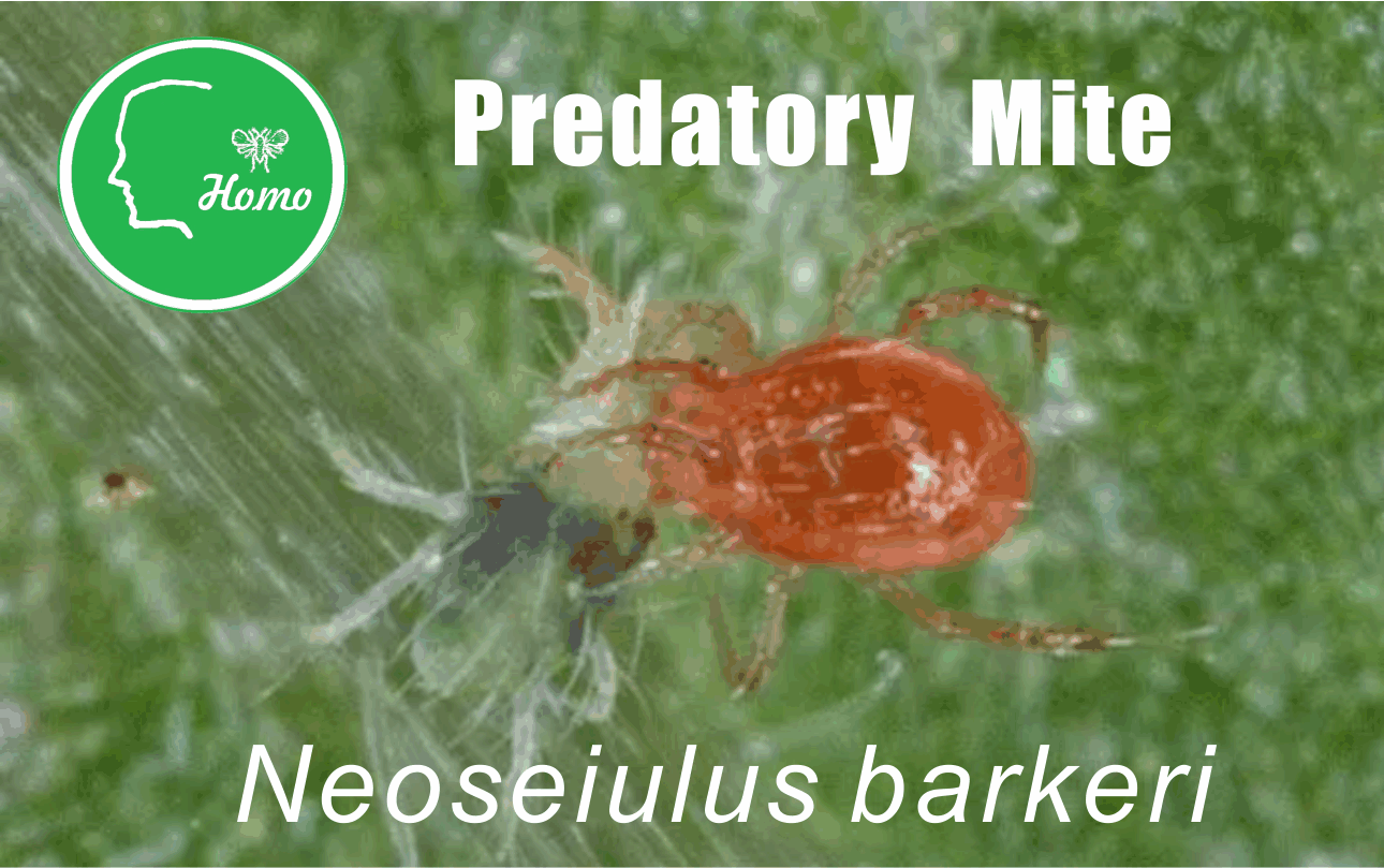 Predatory mites