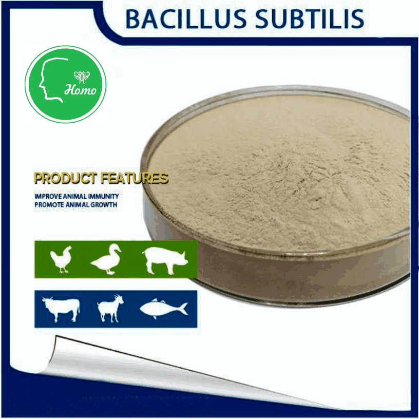 bacillus subtilis-3.png