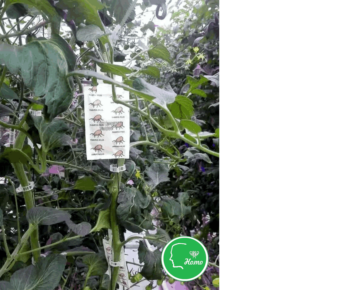 Predatory mites -2.png