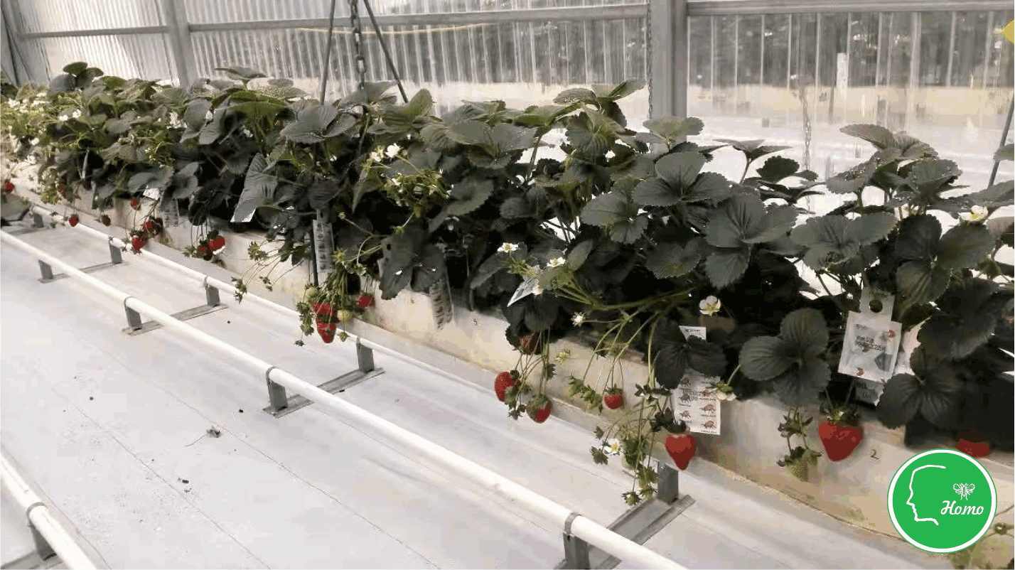 Predatory mites -4.png