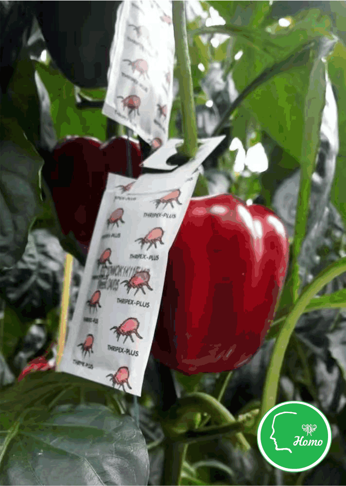 Predatory mites -3.png